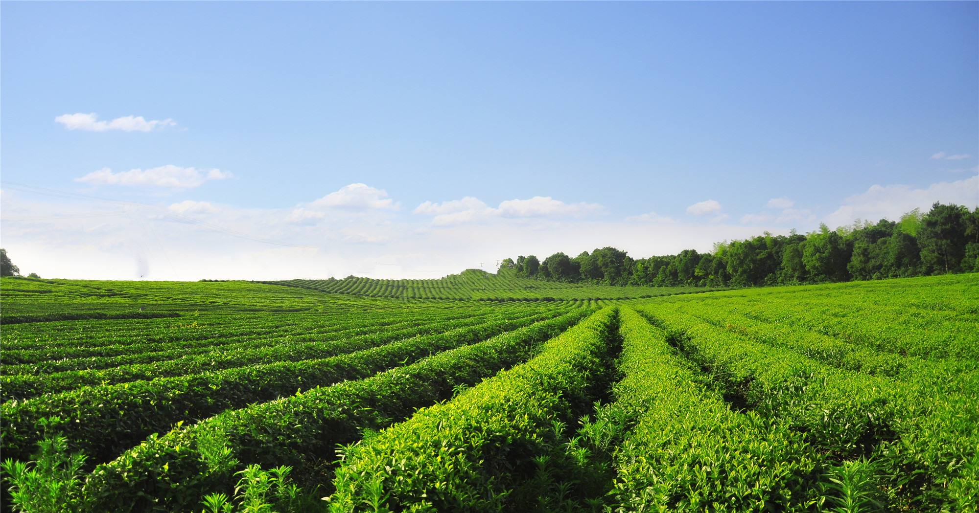 長沙云游茶業(yè)有限公司,湖南綠茶,紅茶價格,長沙毛尖批發(fā),云游陶餈禮盒,云游茶業(yè)